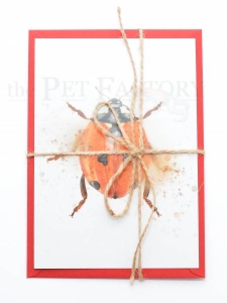 Postcard Lady Bug Explosion